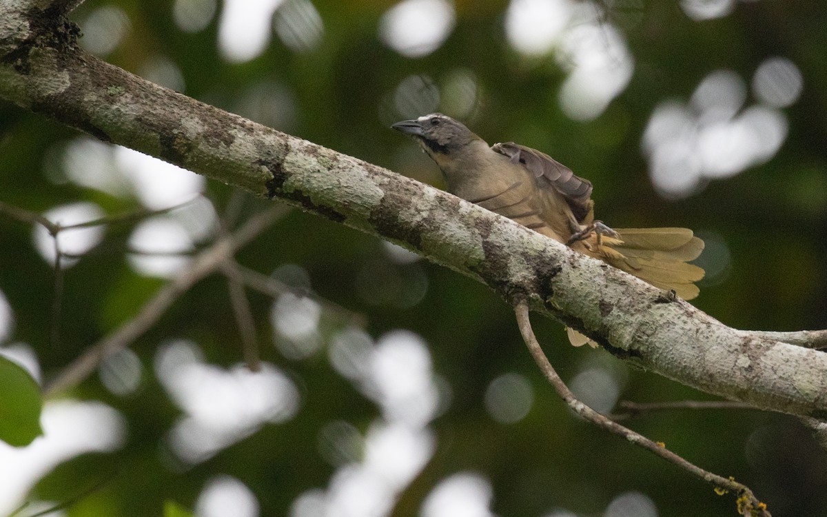 Buff-throated Saltator - PATRICK BEN SOUSSAN