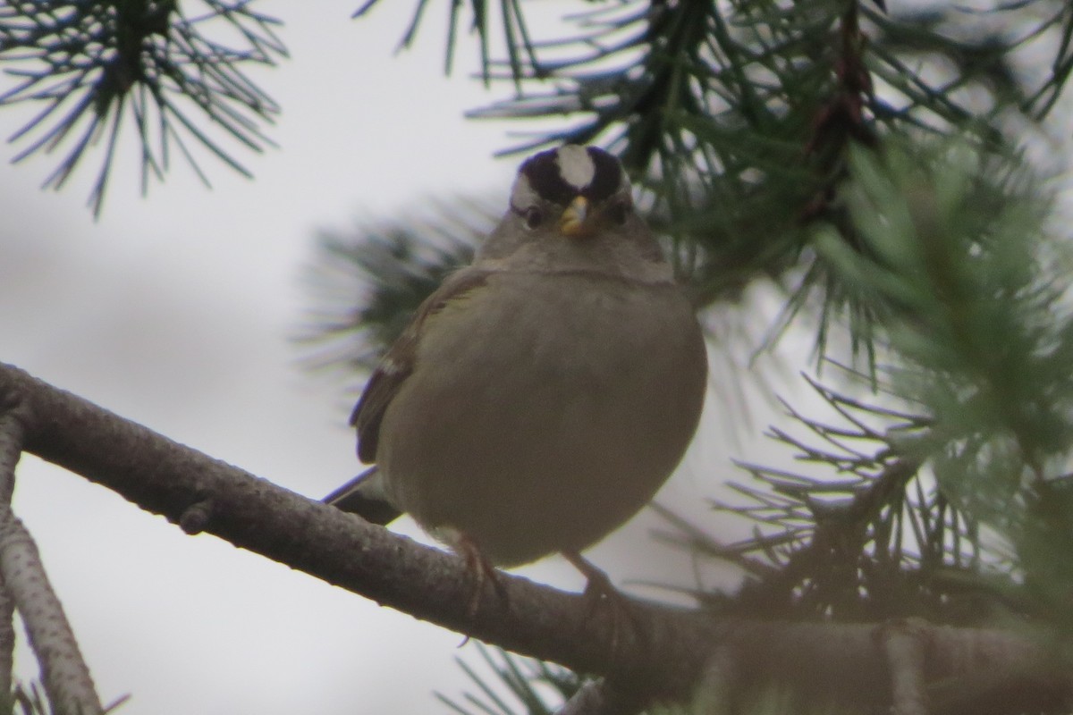 White-crowned Sparrow - ML615112959