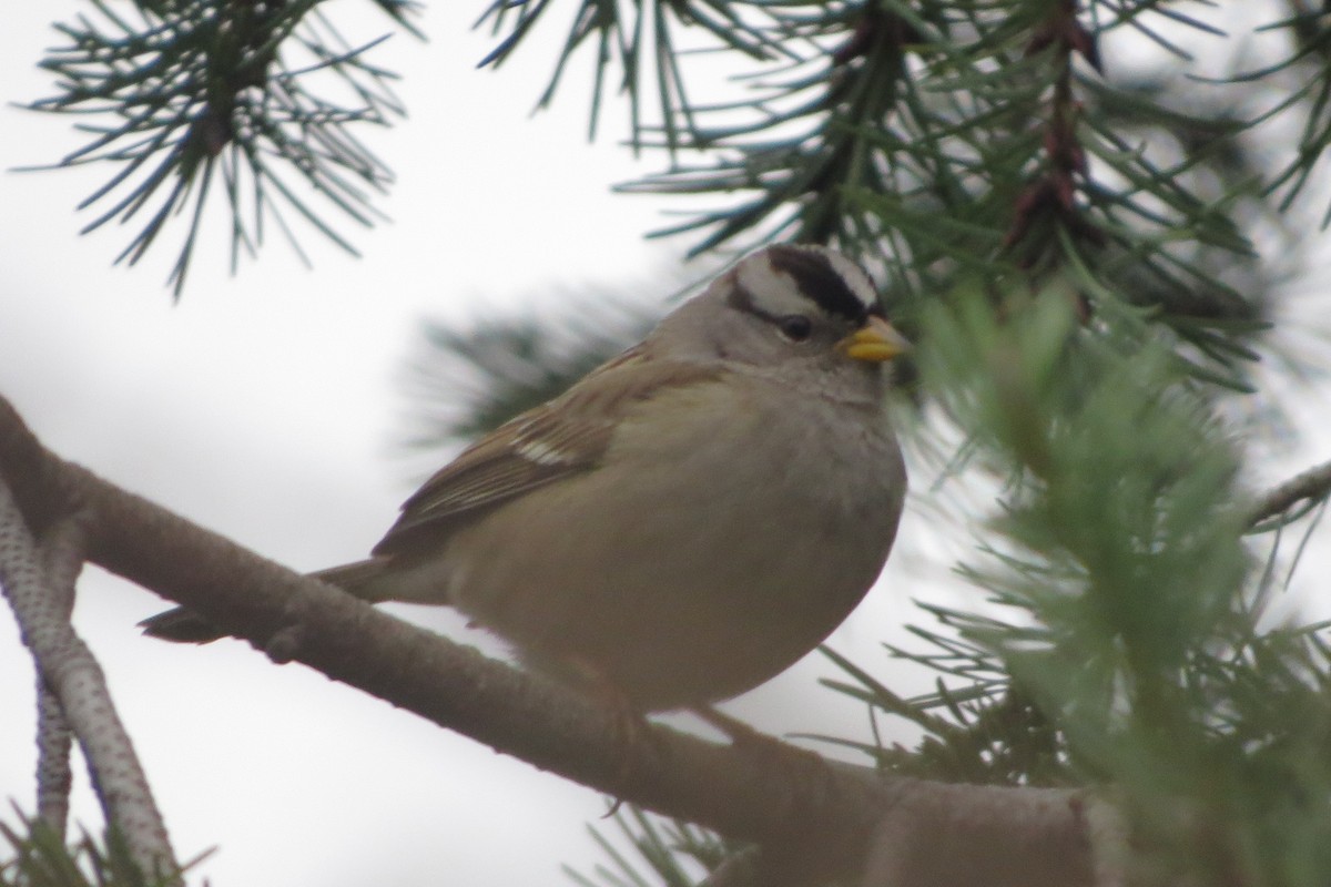 White-crowned Sparrow - ML615112960