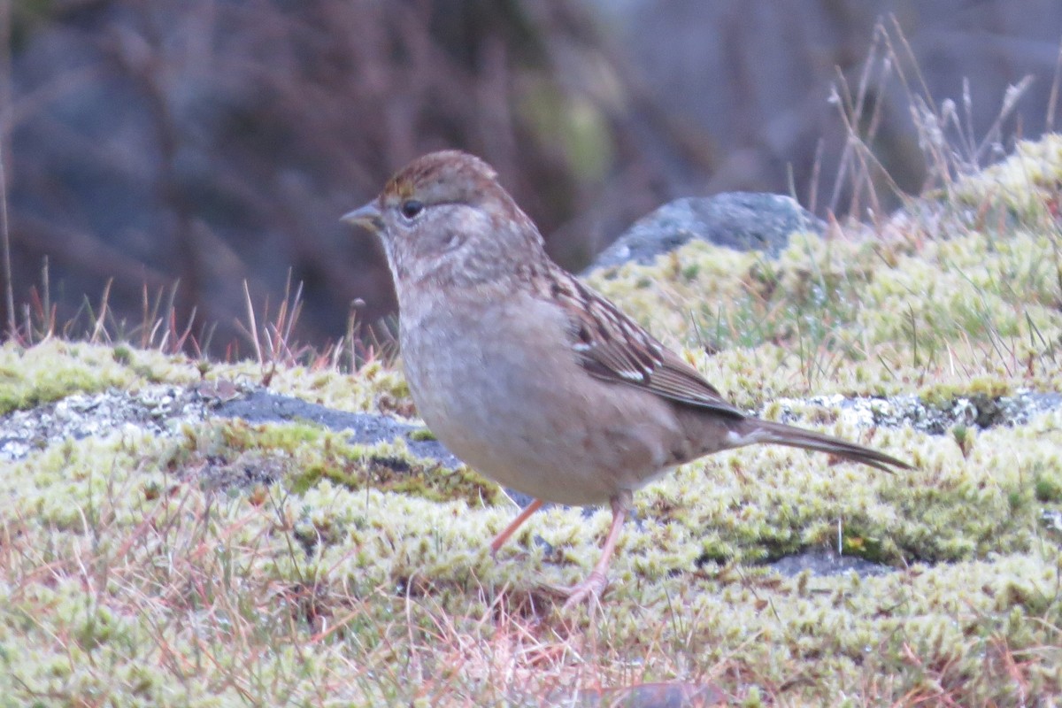 Golden-crowned Sparrow - ML615112965