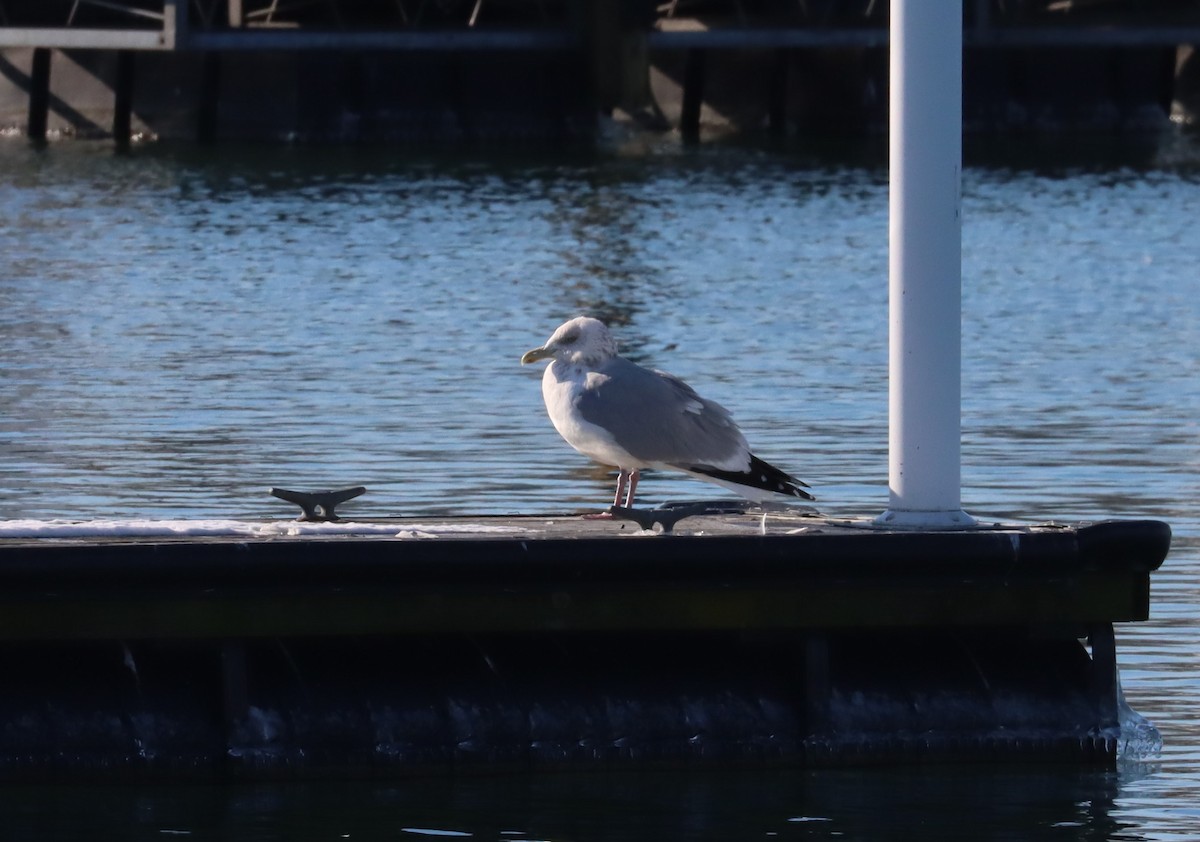 Herring Gull (American) - ML615112991