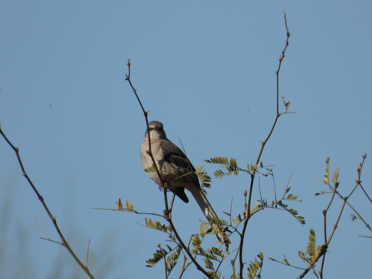 Northern Mockingbird - Susan Benedict