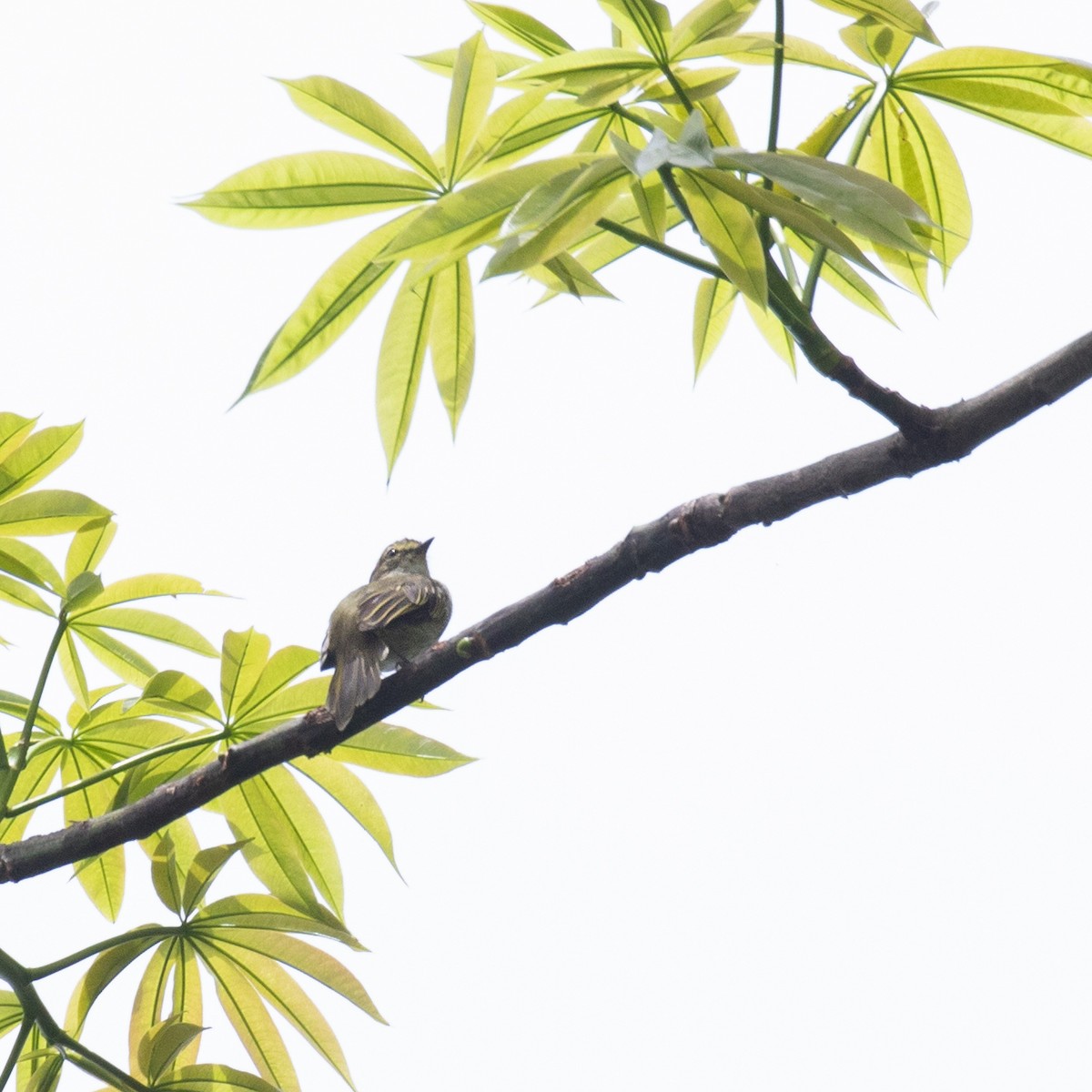 passerine sp. - PATRICK BEN SOUSSAN