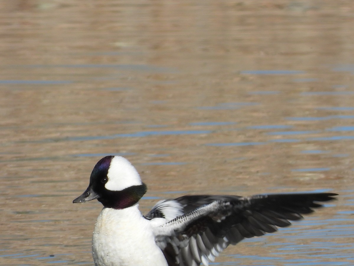 Bufflehead - Susan Benedict