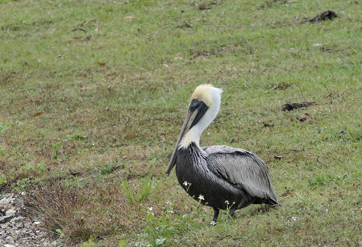 Brown Pelican - Tony Ford