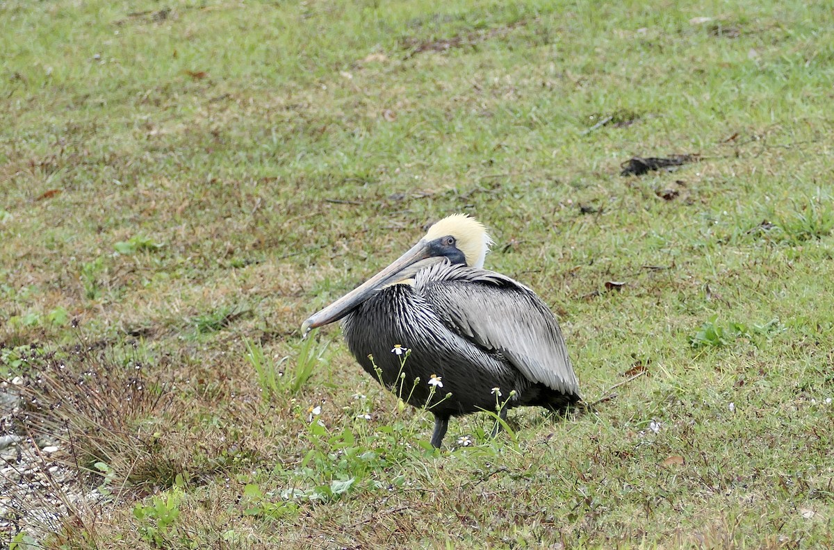 Brown Pelican - ML615113047