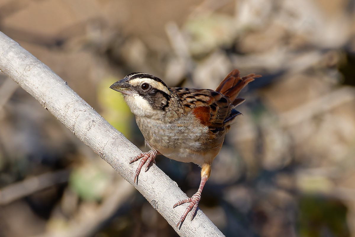 Stripe-headed Sparrow - ML615113067