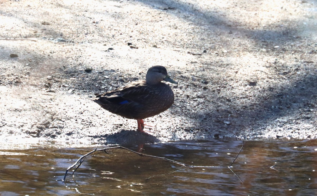 American Black Duck - Joe Woyma