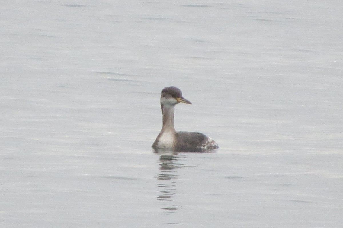 Western Grebe - ML615113080