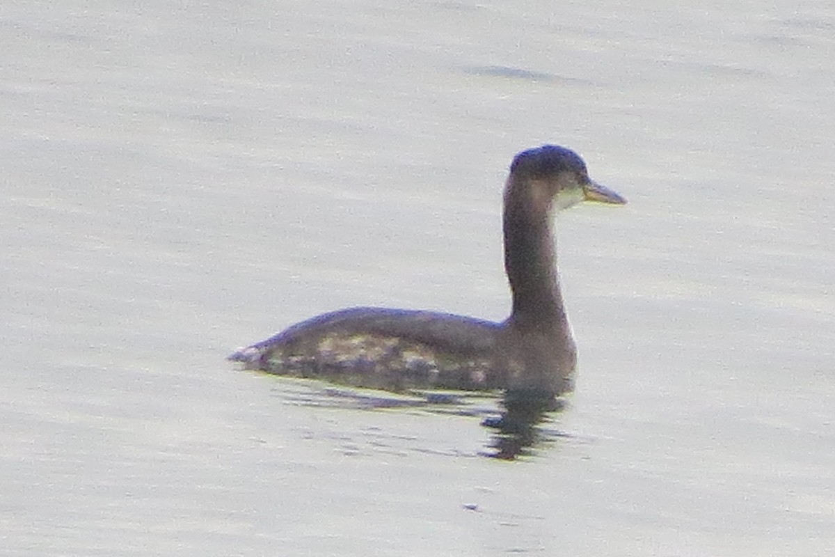 Western Grebe - ML615113083