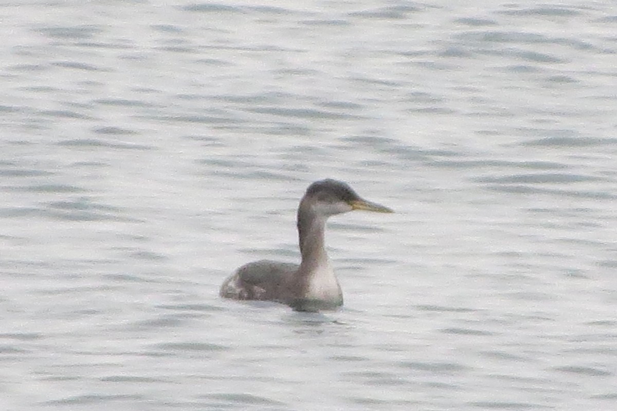 Western Grebe - Kathy  Kirk