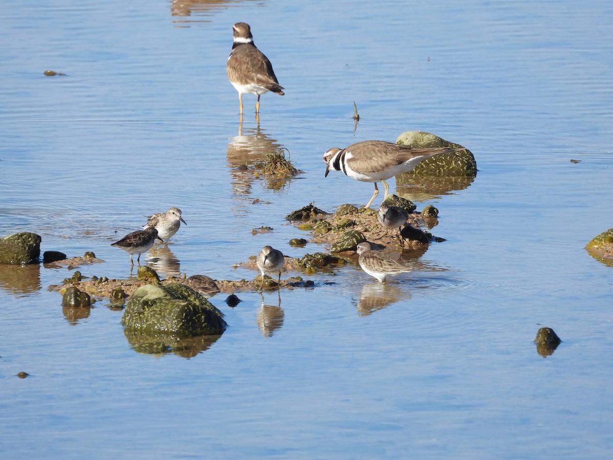 Least Sandpiper - Susan Benedict