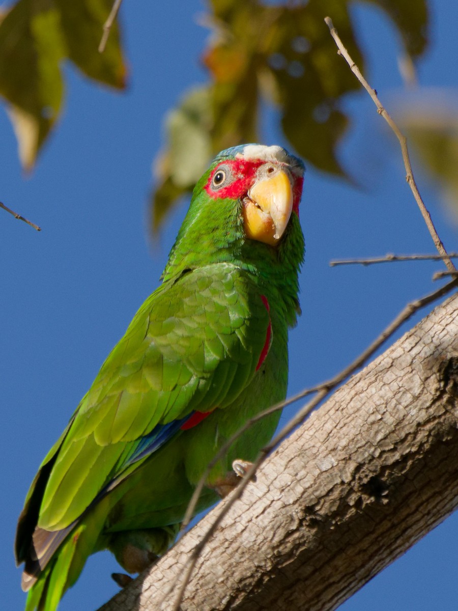 White-fronted Parrot - ML615113090