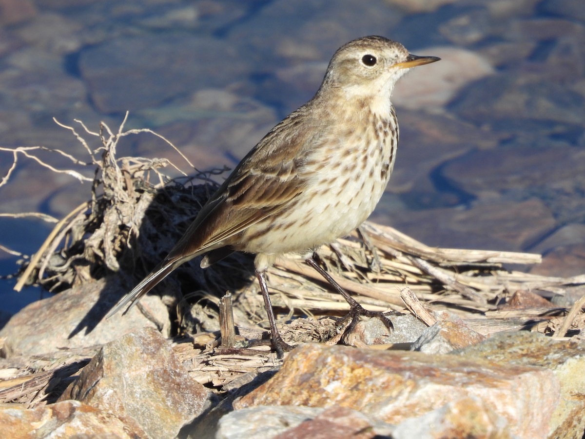 American Pipit - Susan Benedict