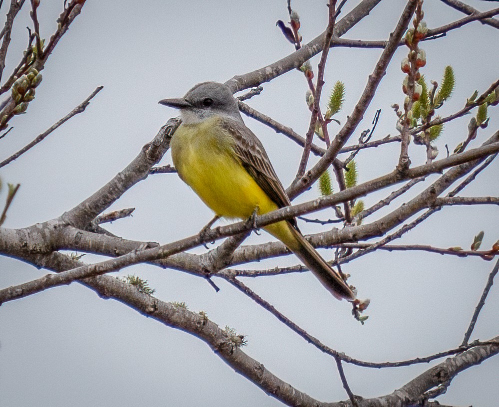 Tropical Kingbird - ML615113125