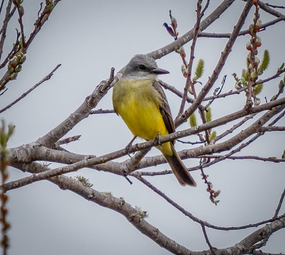 Tropical Kingbird - ML615113126