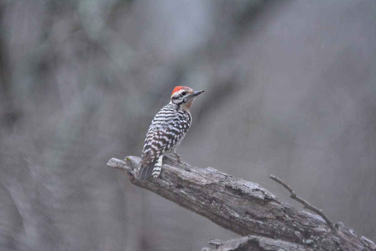 Ladder-backed Woodpecker - ML615113129