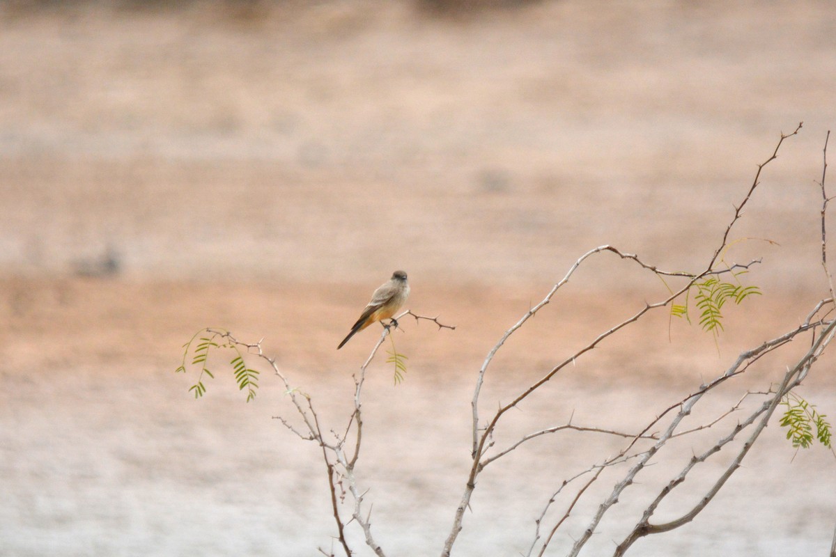 Mosquero Llanero - ML615113137