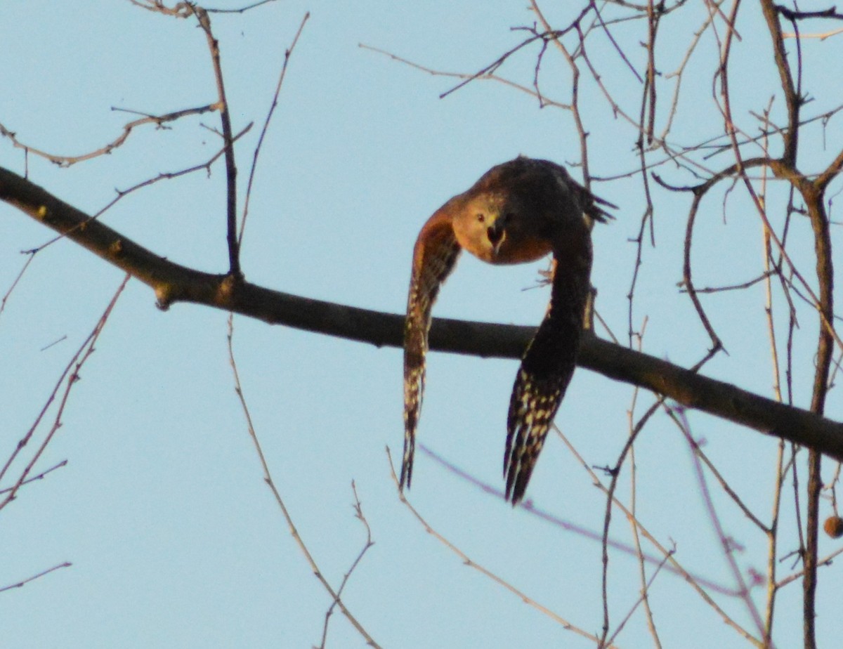 Red-shouldered Hawk - Ryan Pudwell