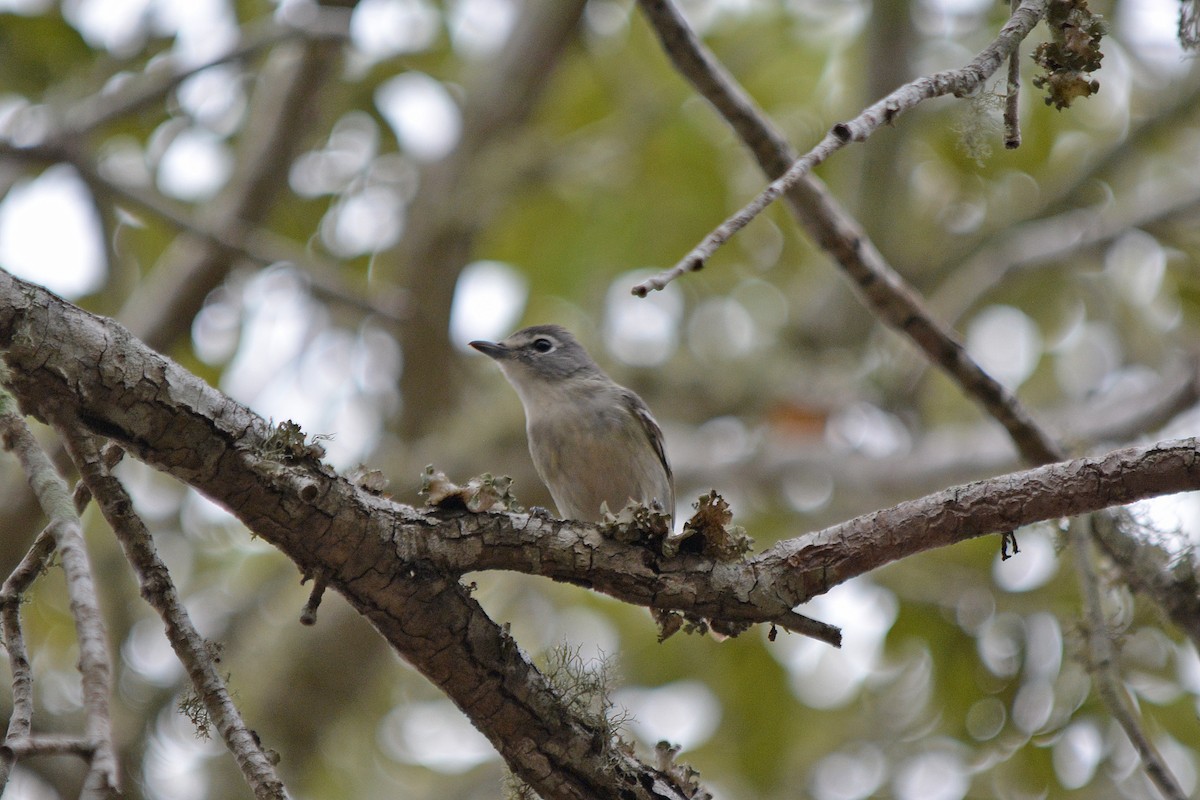 Plumbeous Vireo - ML615113170