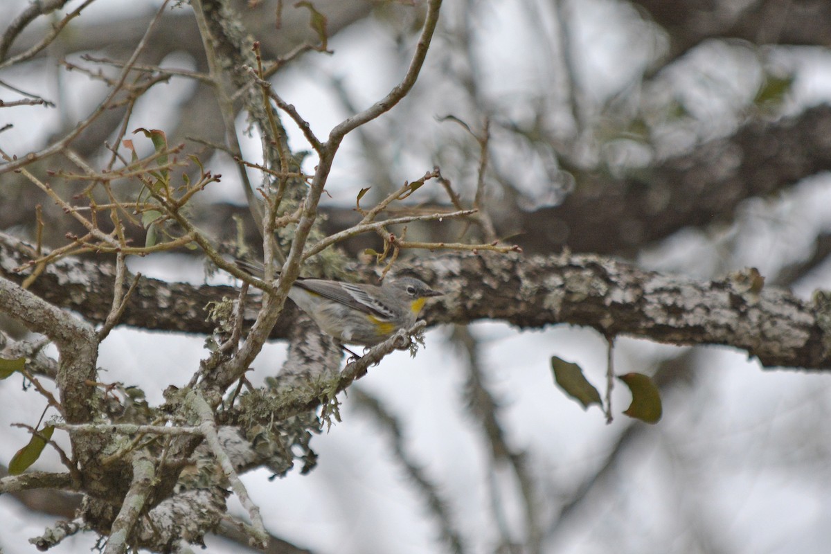 myrteparula (auduboni) (sitronstrupeparula) - ML615113189