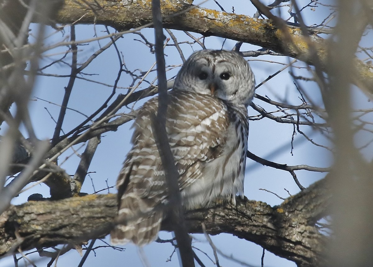 Barred Owl - ML615113201