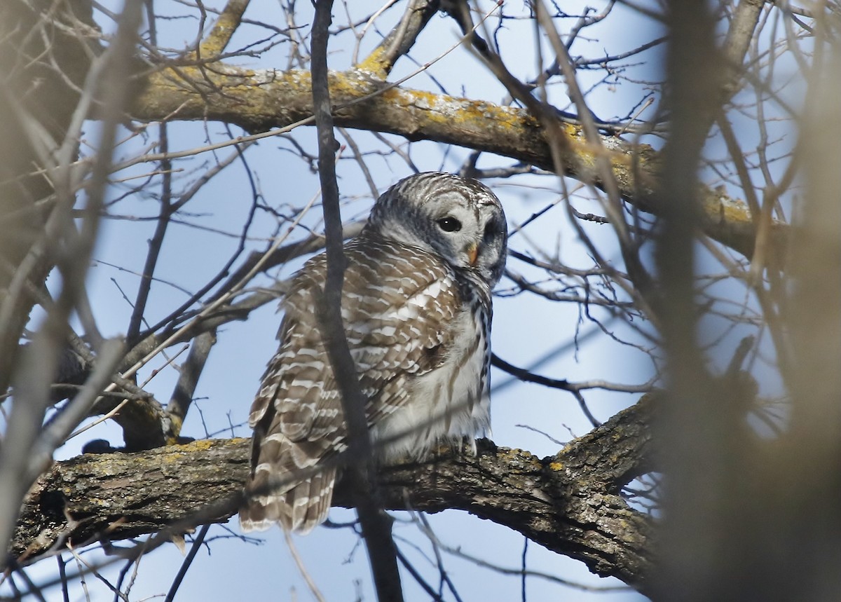 Barred Owl - S. wasylow