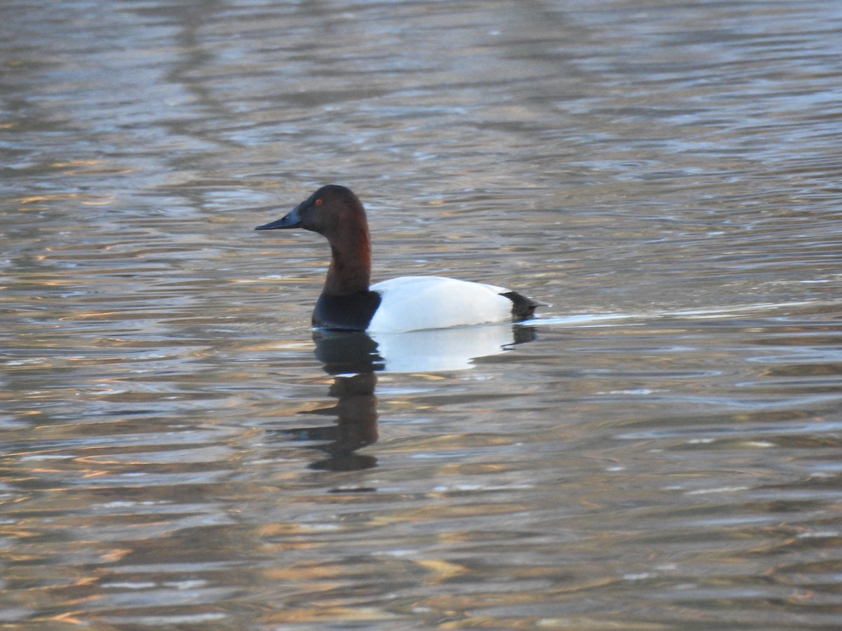 Canvasback - ML615113210