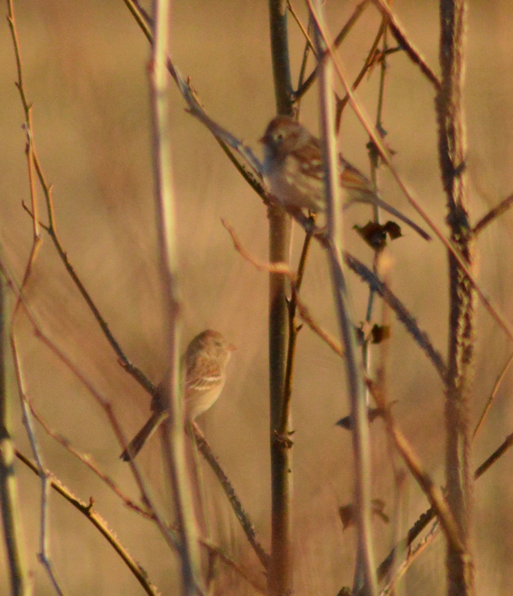 Field Sparrow - Ryan Pudwell