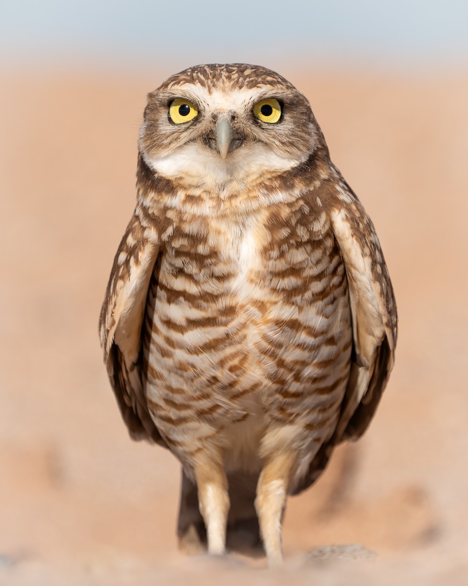 Burrowing Owl - ML615113231