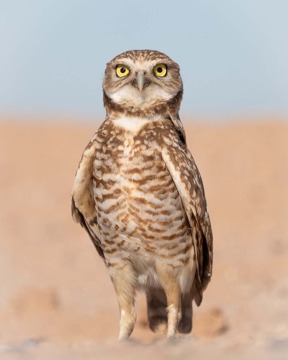 Burrowing Owl - ML615113232