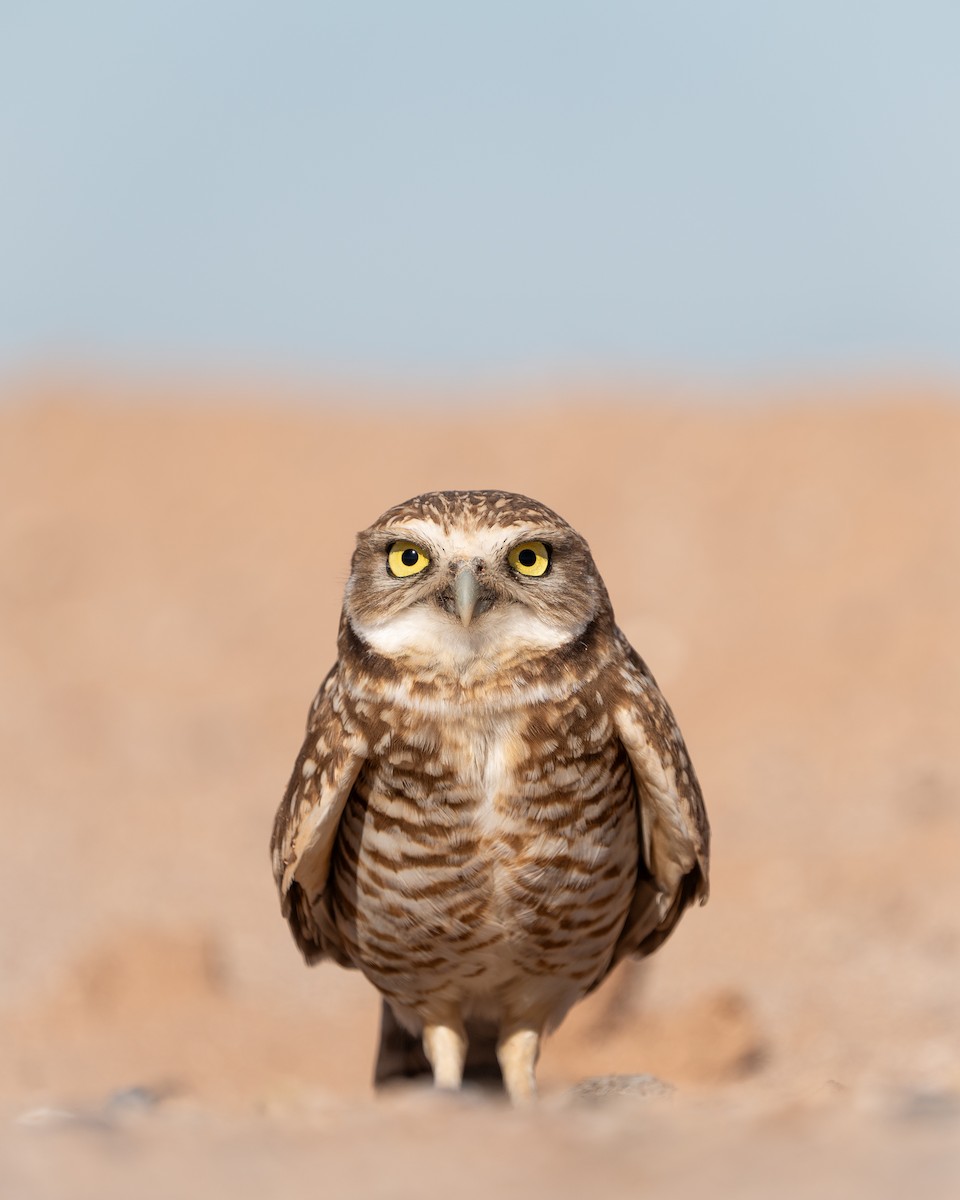 Burrowing Owl - ML615113233