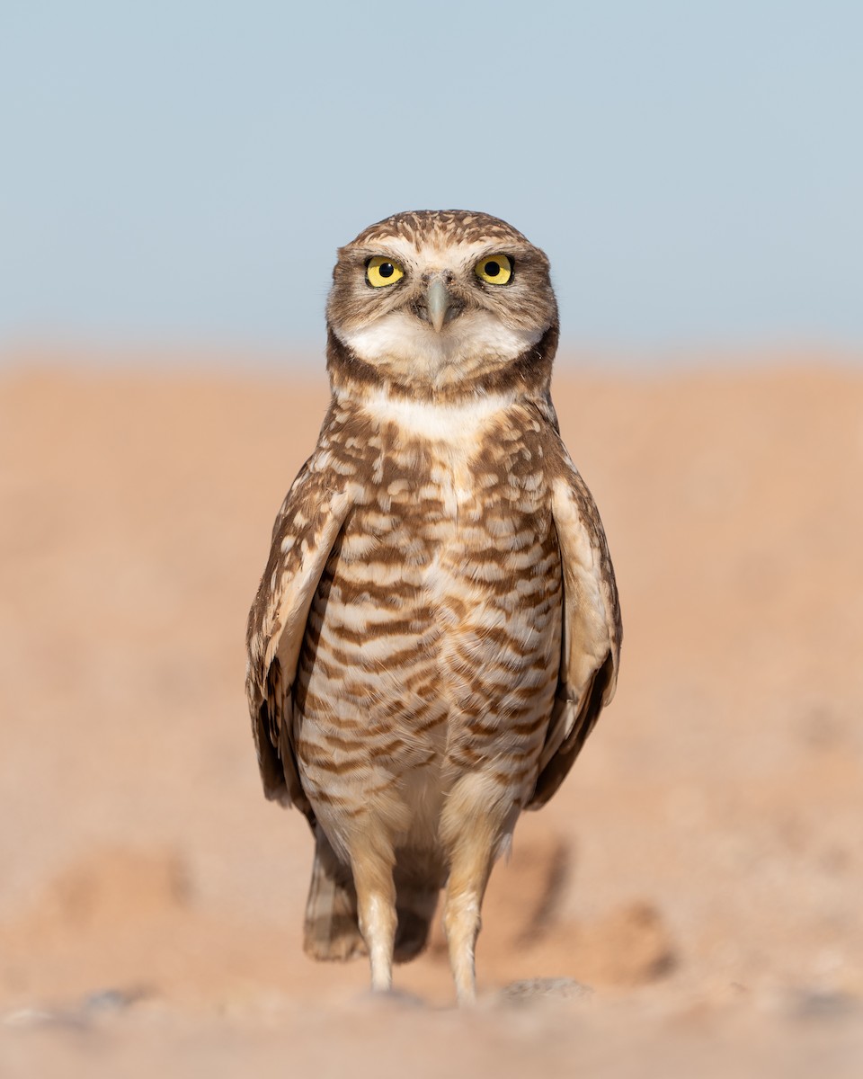 Burrowing Owl - ML615113234