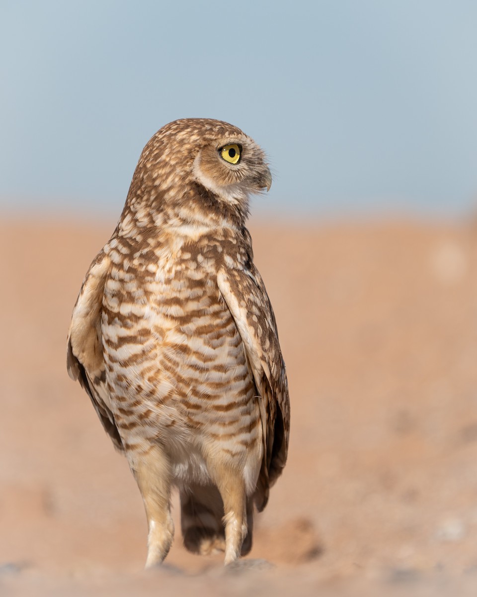 Burrowing Owl - ML615113235