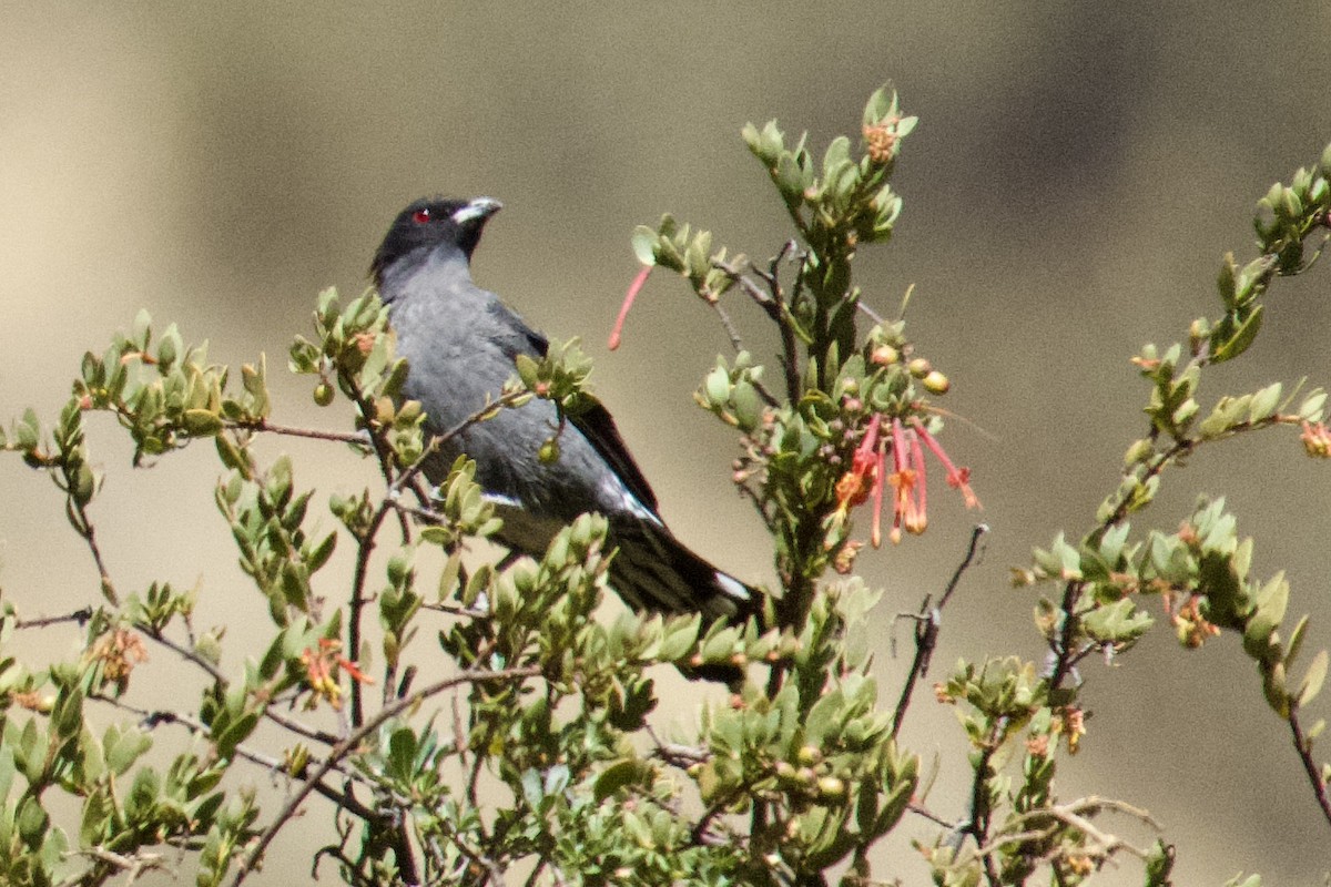 Cotinga à huppe rouge - ML615113251