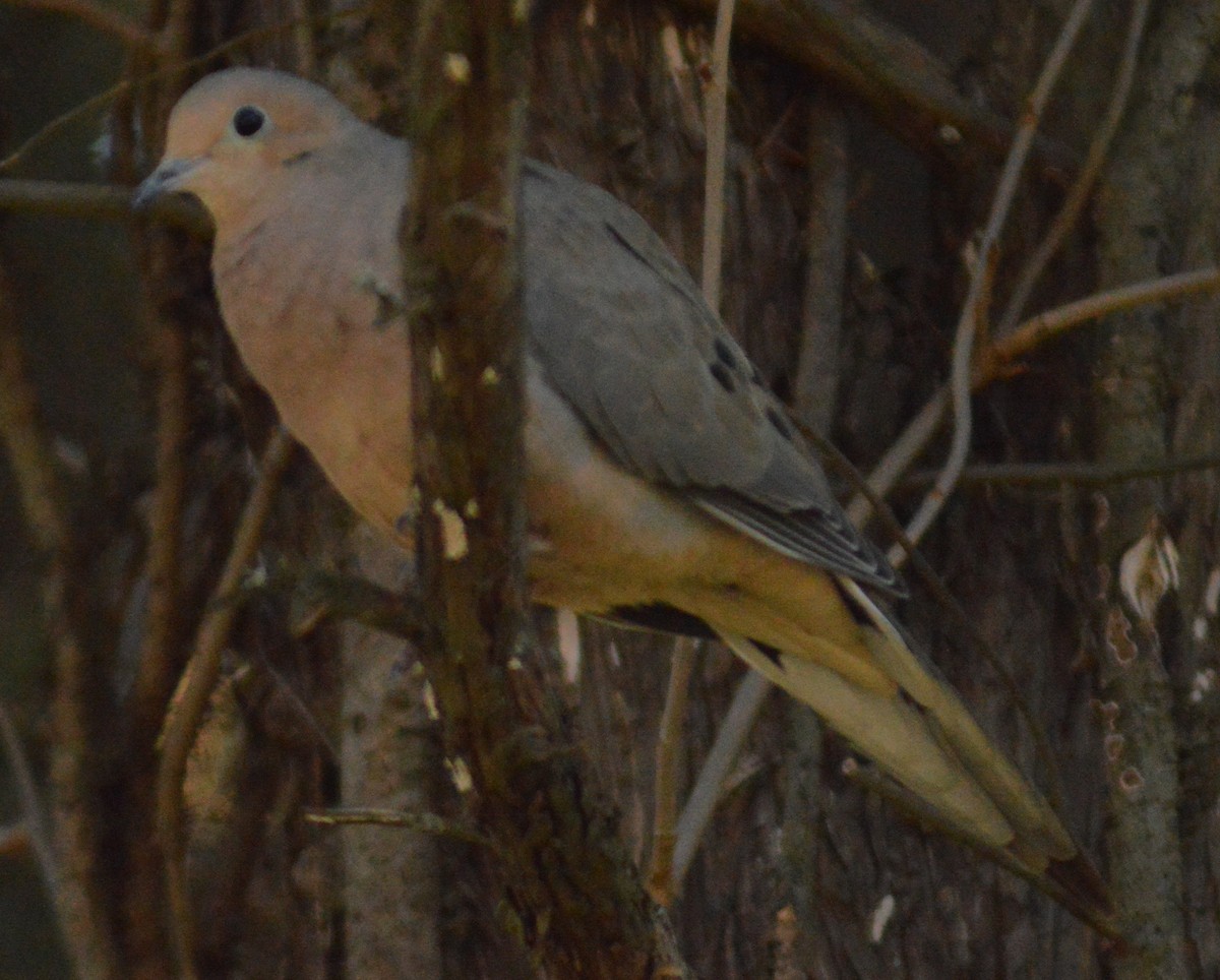 Mourning Dove - ML615113265