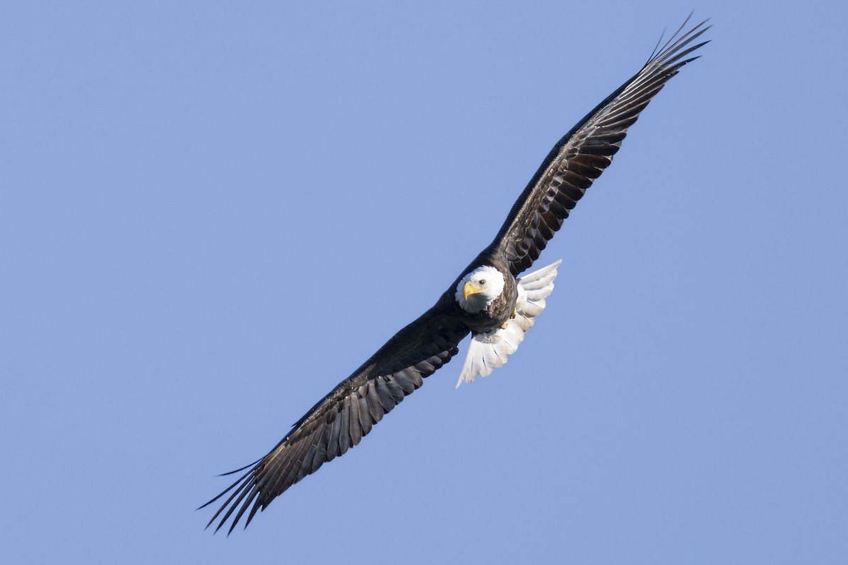 Bald Eagle - ML615113267