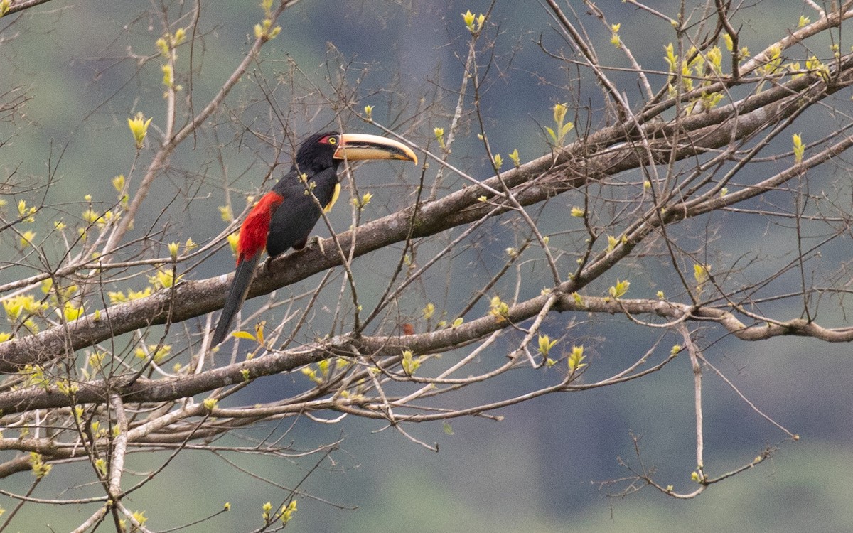 Collared Aracari - PATRICK BEN SOUSSAN