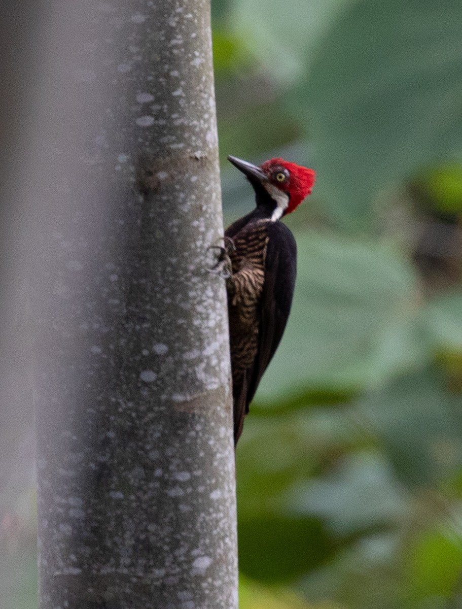 Guayaquil Woodpecker - PATRICK BEN SOUSSAN