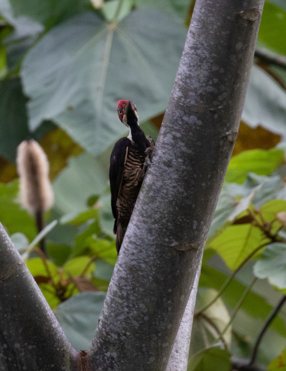 Guayaquil Woodpecker - PATRICK BEN SOUSSAN