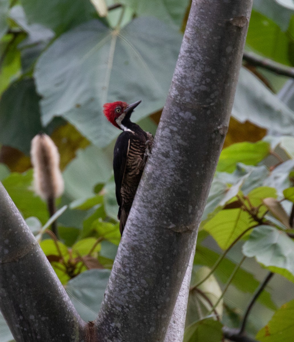 Guayaquil Woodpecker - PATRICK BEN SOUSSAN