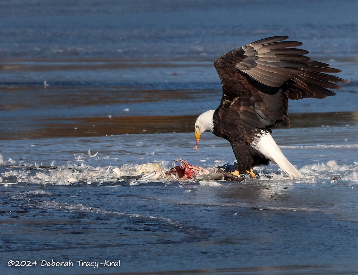 Bald Eagle - ML615113295