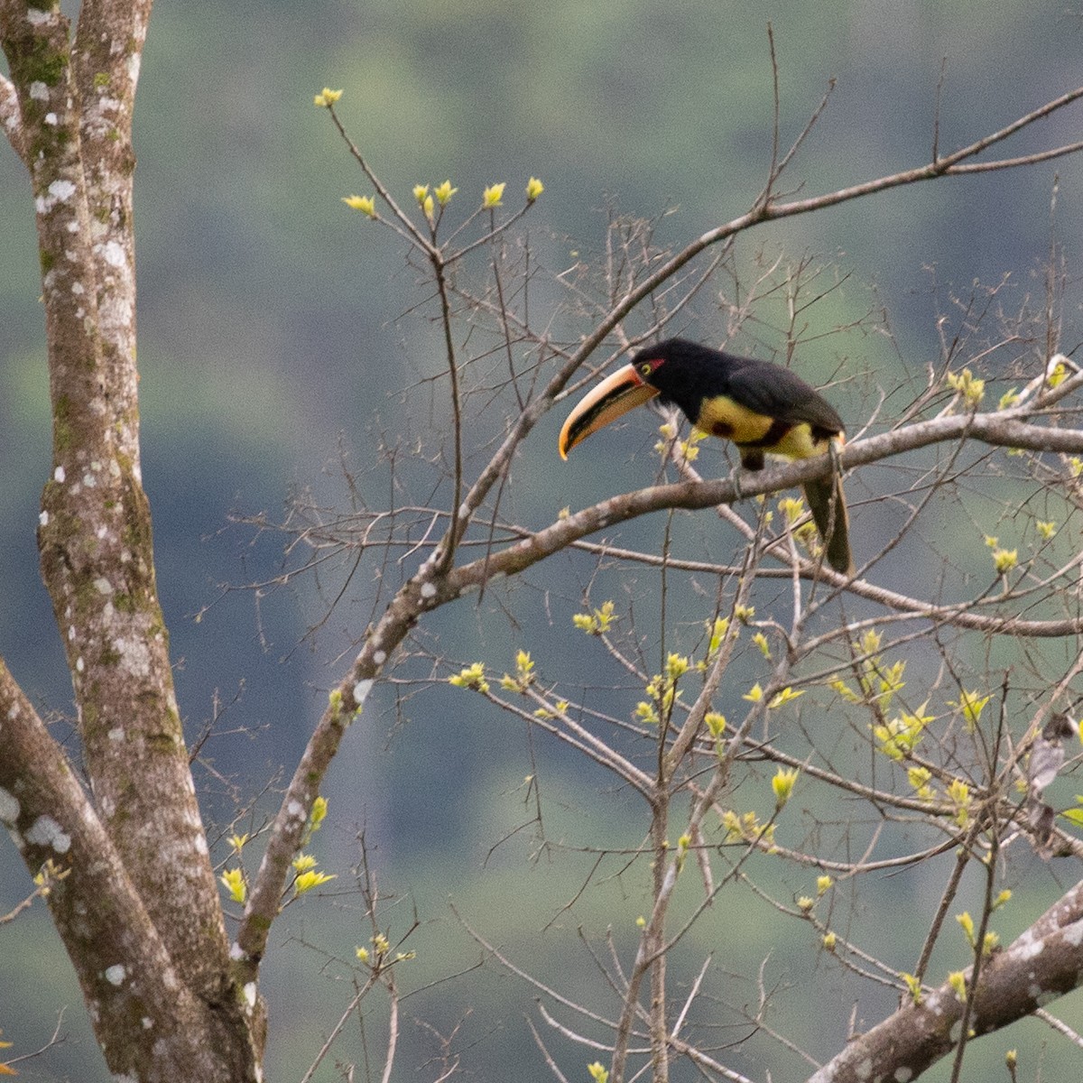 Collared Aracari - PATRICK BEN SOUSSAN