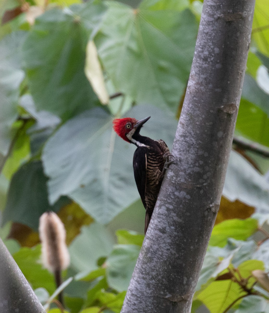 Guayaquil Woodpecker - PATRICK BEN SOUSSAN