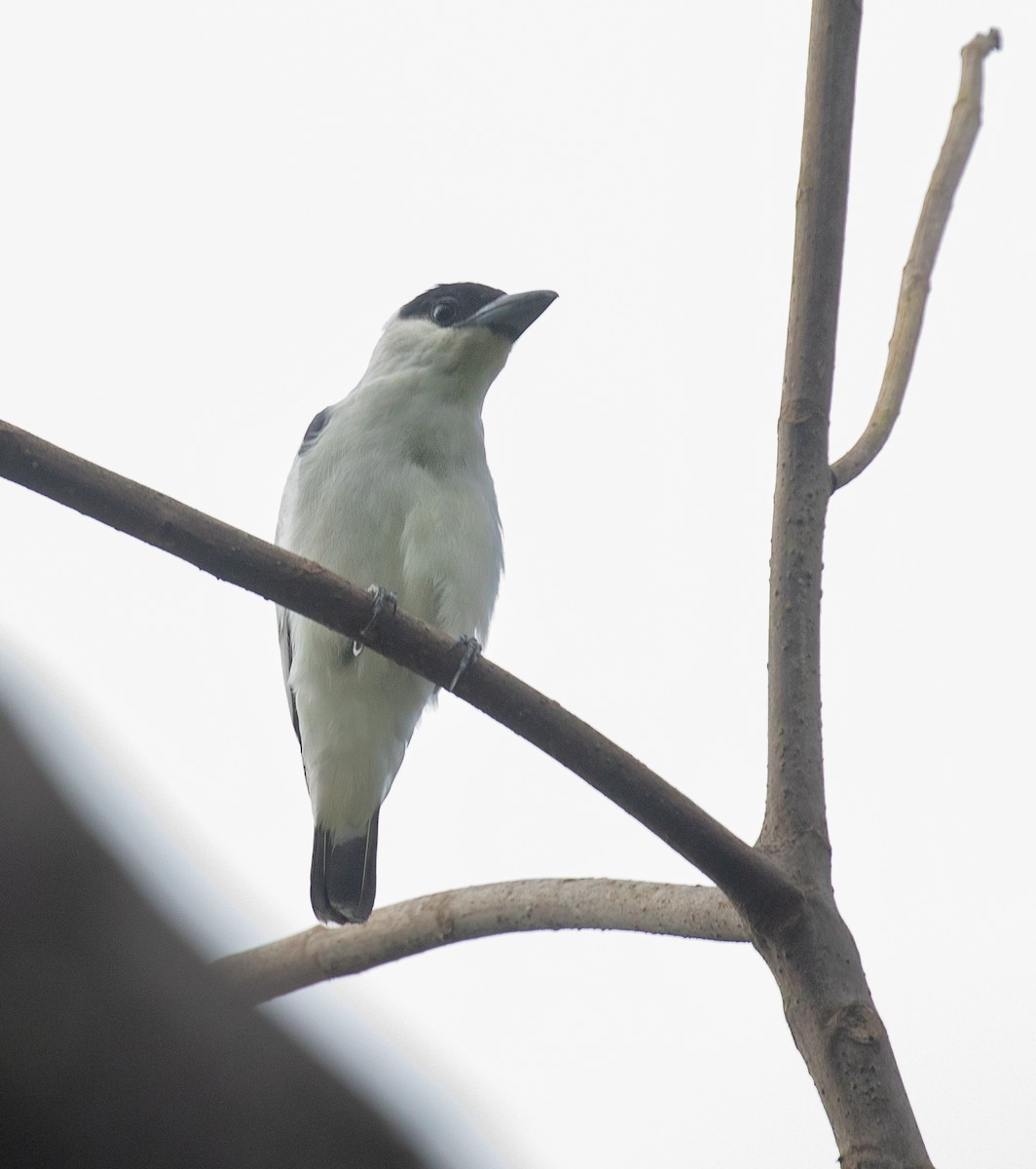 Black-crowned Tityra - PATRICK BEN SOUSSAN