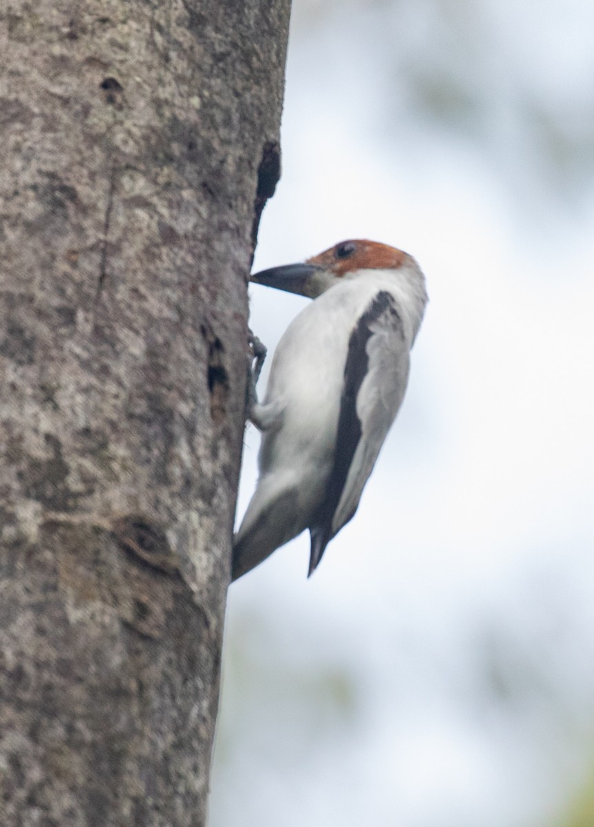 Black-crowned Tityra - PATRICK BEN SOUSSAN