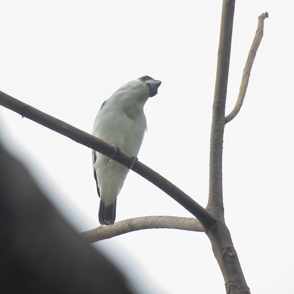 Black-crowned Tityra - PATRICK BEN SOUSSAN