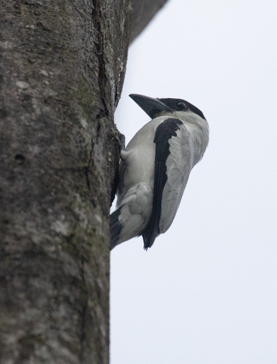 Black-crowned Tityra - PATRICK BEN SOUSSAN