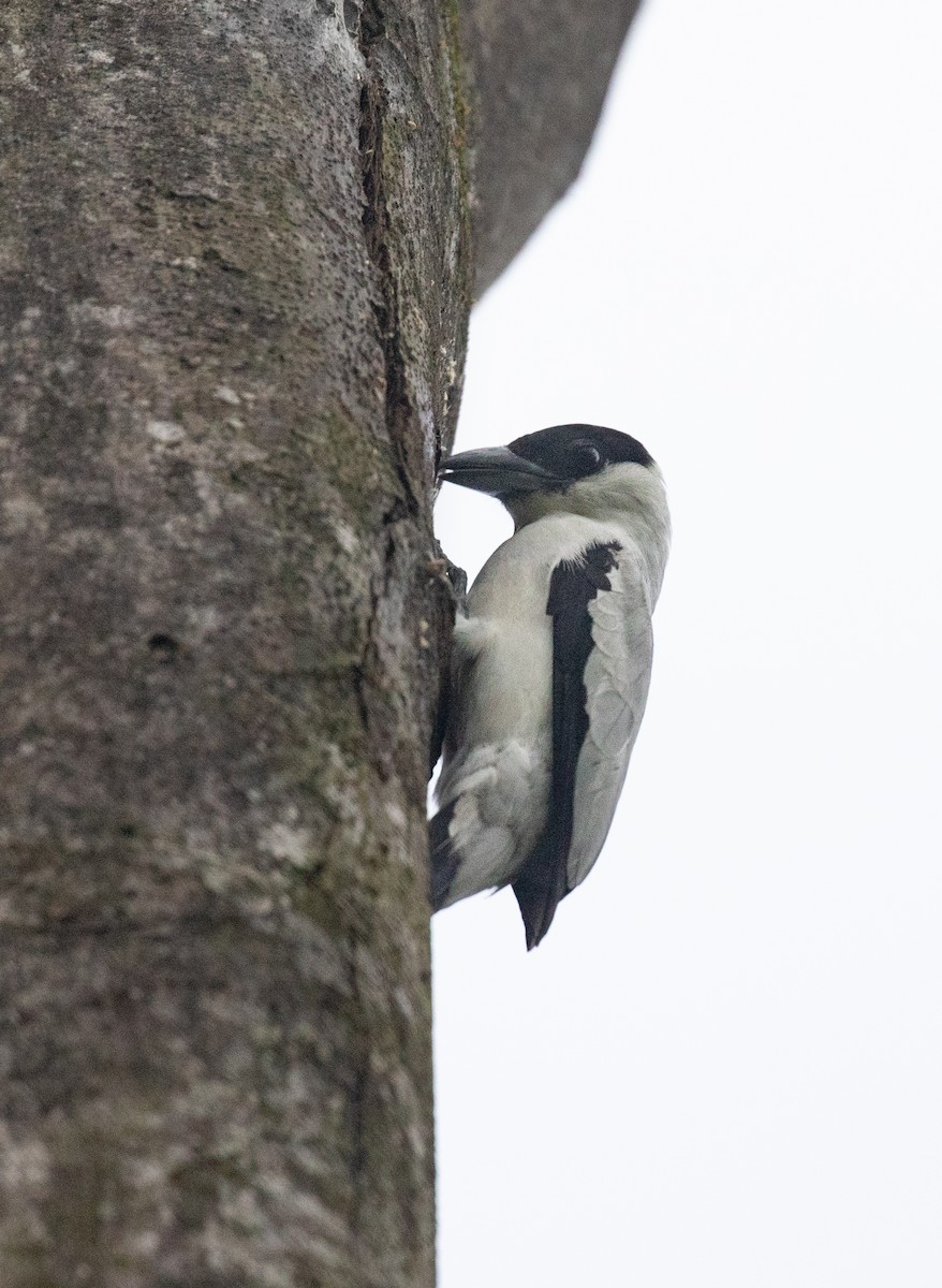 Black-crowned Tityra - ML615113346