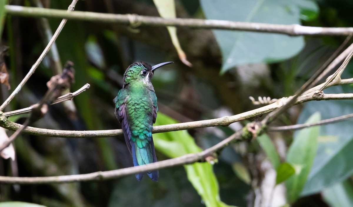 kolibřík zelenoprsý (ssp. schreibersii) - ML615113350